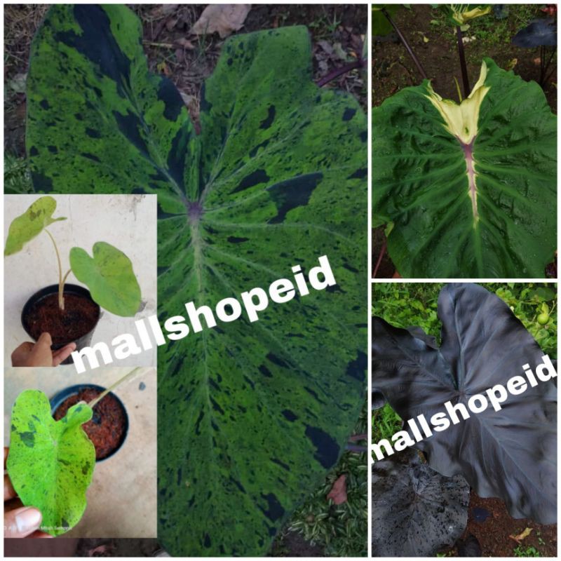 Paketan colocasia mojito,black coral,white lava