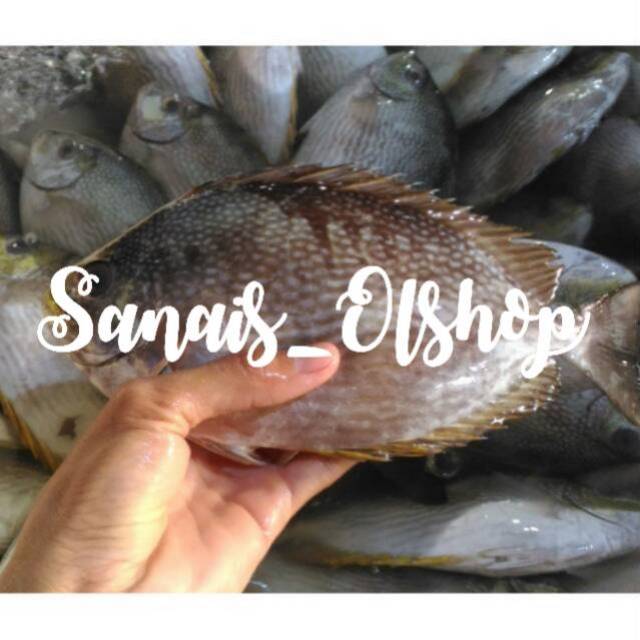 

Ikan baronang