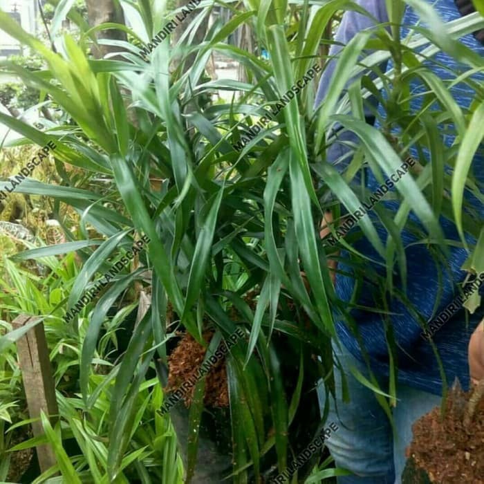 Tanaman Daun Suji Pewarna Alami Makanan