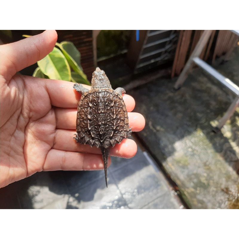 Kura Kura Air CST (Common Snapping Turtle) Calon Cerah / Kura CST