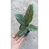 Calathea sisir MURAH - TANAMAN HIAS CALATHEA MAJESTICA WHITE STAR - BAKUL KEMBANG