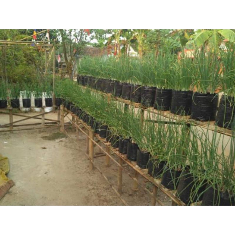 Polybag 25x25 Polibag 25 x 25 Polibek Tebal Tidak Berbau