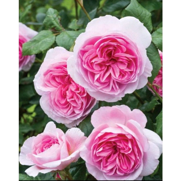 tanaman bunga mawar import jenis monchor