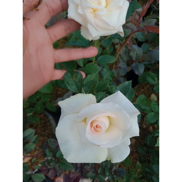 TANAMAN BUNGA MAWAR HOLLAND PUTIH