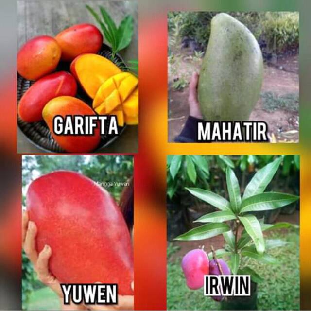 paket 4 batang bibit mangga import Thailand