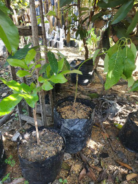 Bibit Alpukat Lam Hass Bibit Benih Tanaman Buah Apokat Lam Hass