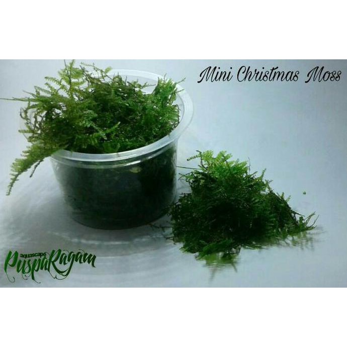 PROMO Tanaman Aquascape - Mini Christmas Moss MURAH