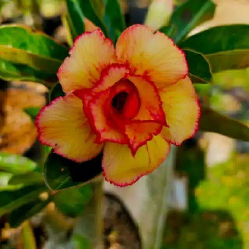 Kamboja jepang tumpuk warna kuning