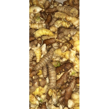 

Kunyit putih segar (1kg)