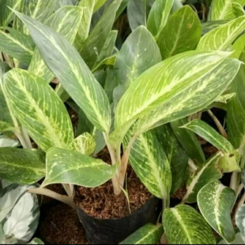 Tanaman hias blanceng golden / pohon hias blanceng golden