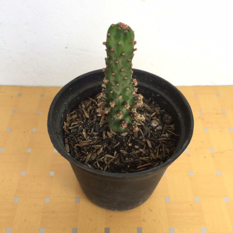 Kaktus Opuntia Monacanta Variegata dengan Pot 8cm MURAH
