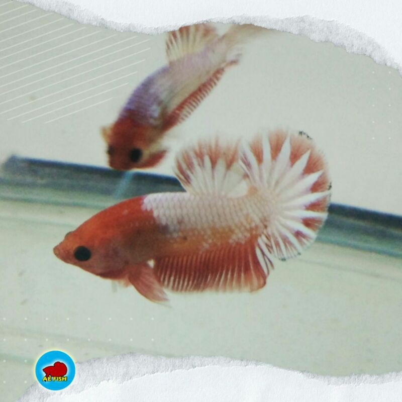 Ikan Cupang hias Fccp Orange head