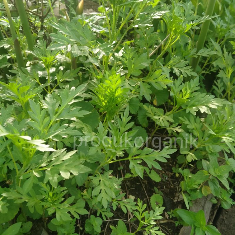 Benih Kenikir Bunga kuning Kenikir Organik 50 pcs