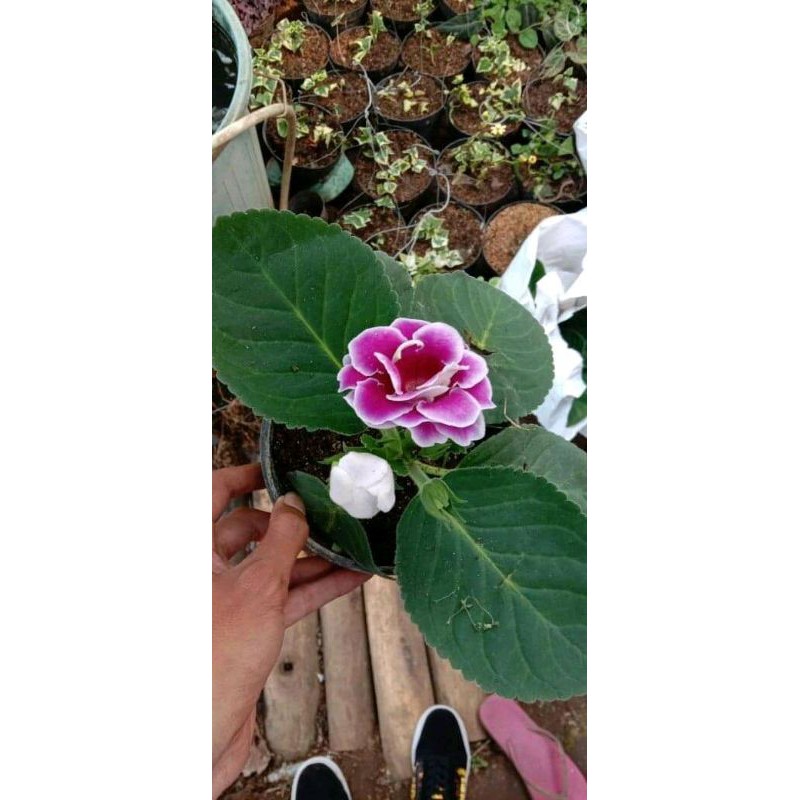 

gloxinia