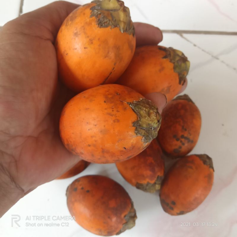 

BUAH PINANG TUA / PINANG TUA fress 1 kg