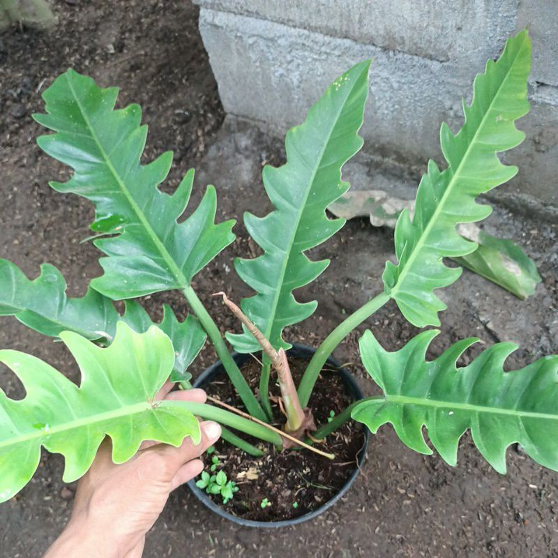Philo gergaji 5 daun