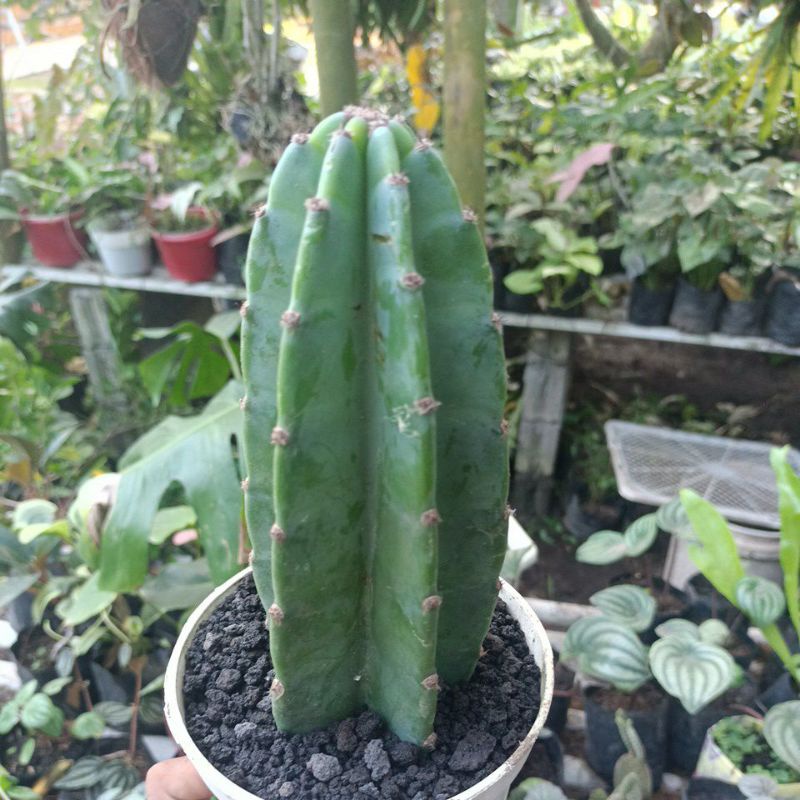 kaktus koboi mini 15cm..20 cm