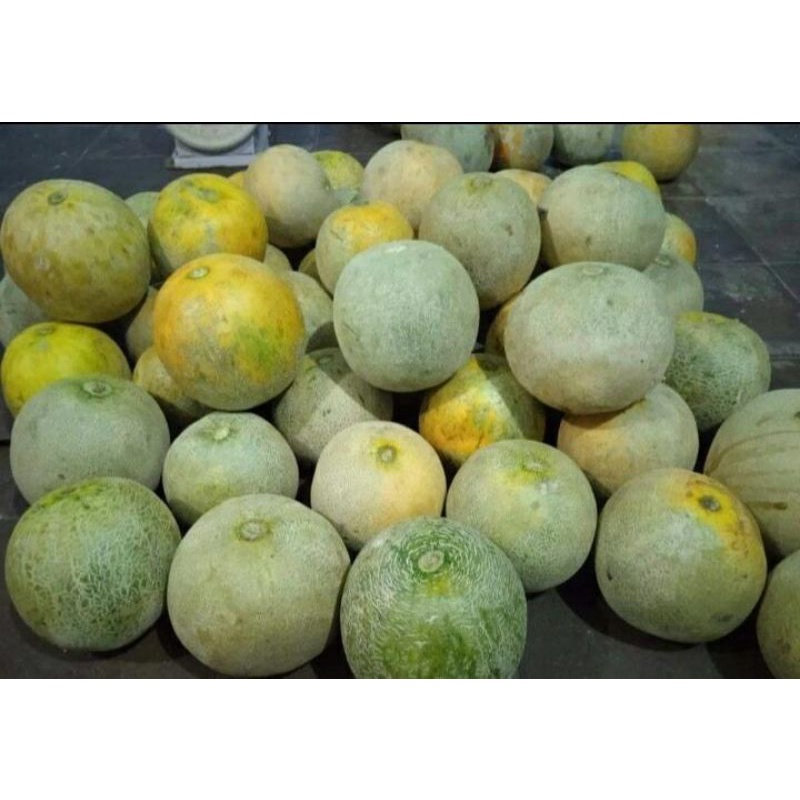 

melon segar impor
