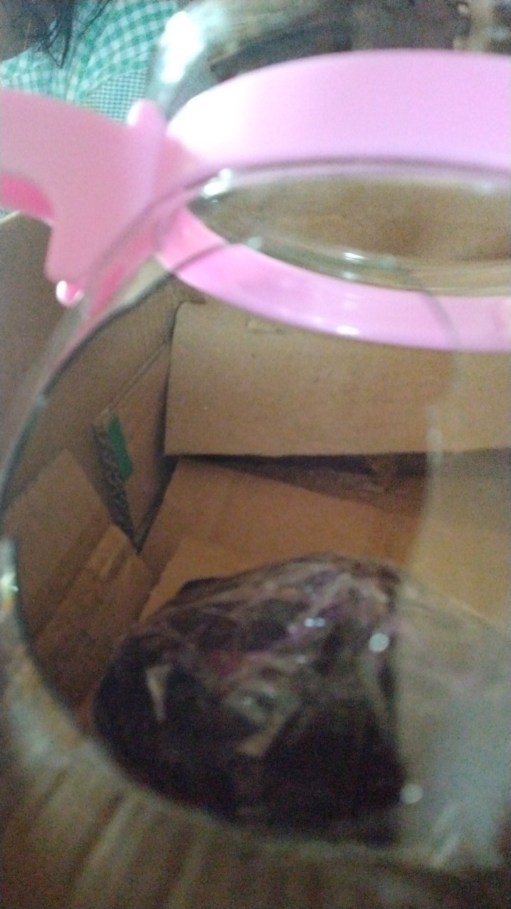 Teapot Set Gelas Mini Imut Teh Dan Kopi Tea Pot 4 Gelas 1 Teko Cantik