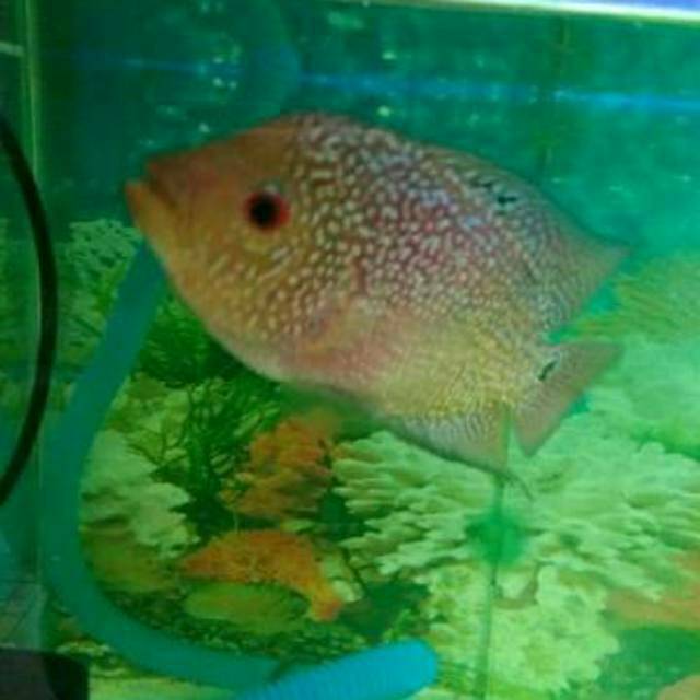 PROMO discount 50% kamfa female Golden Base, F3, clasic female rajin nelor