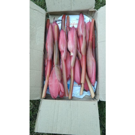 

KECOMBRANG/HONJE MERAH SEGAR PETIK LANGSUNG