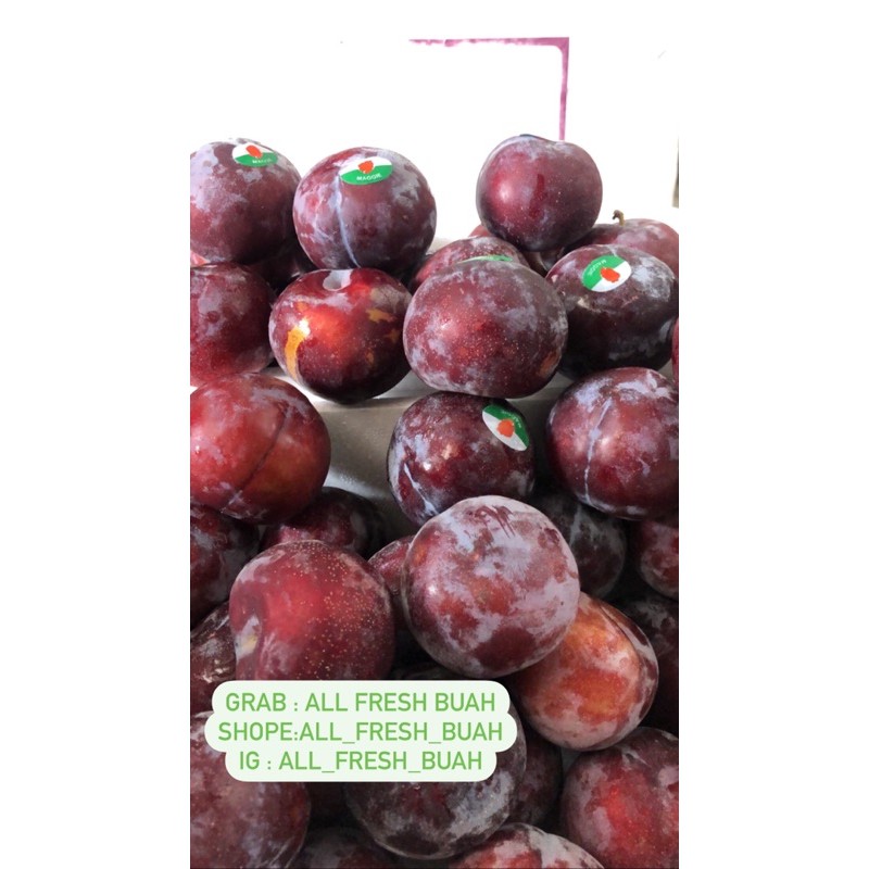 

Buah Plum Import Ausi