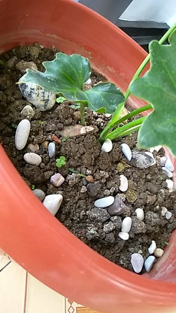 Batu Hias 1kg / Batu Kaktus Sukulen / Batu Tanaman Hias / Batu Dekorasi / Batu Aquarium / Pancawarna