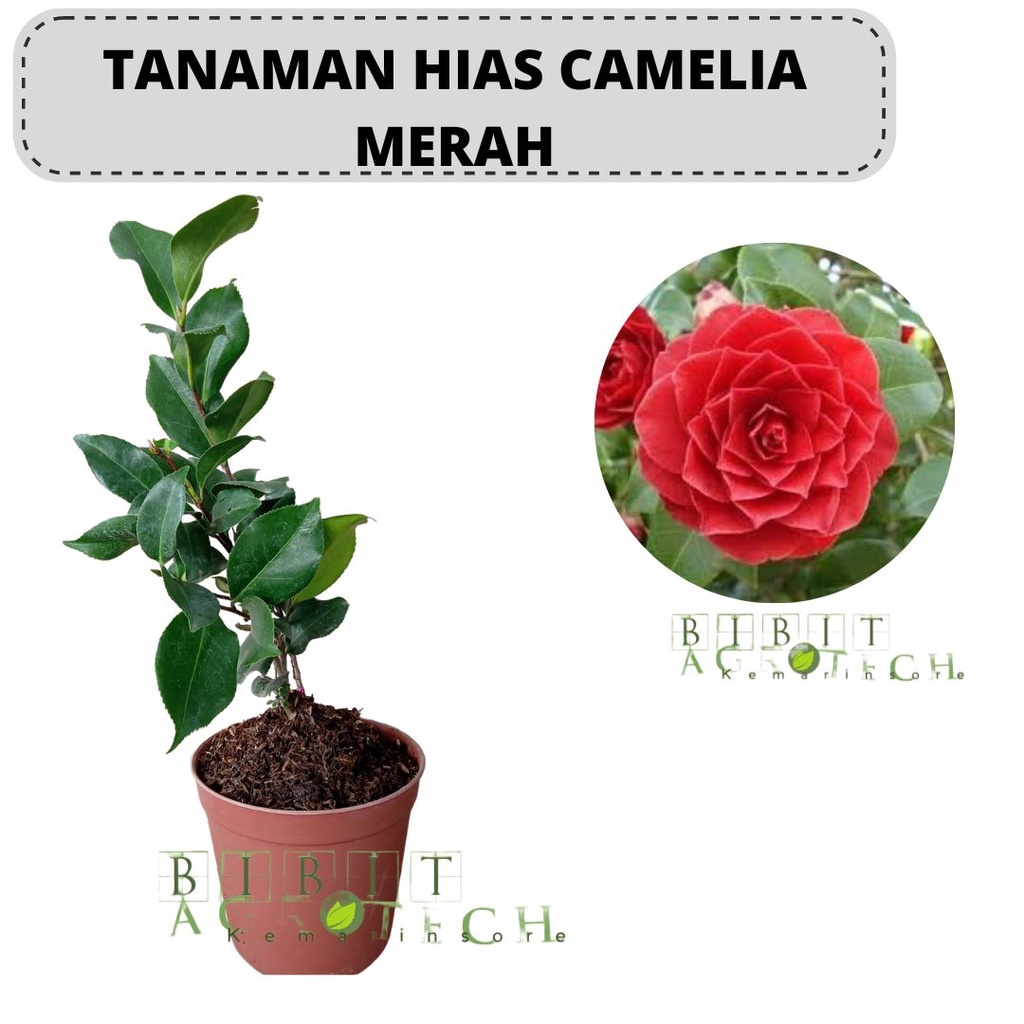 Bibit Tanaman Hias Bunga Camelia Merah/Bunga Camelia Merah Siap Berbunga/Bunga Kamelia Merah