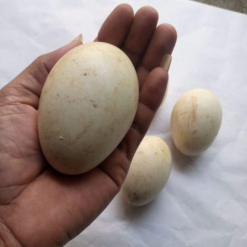 

telur angsa soang/banyak mubarokah