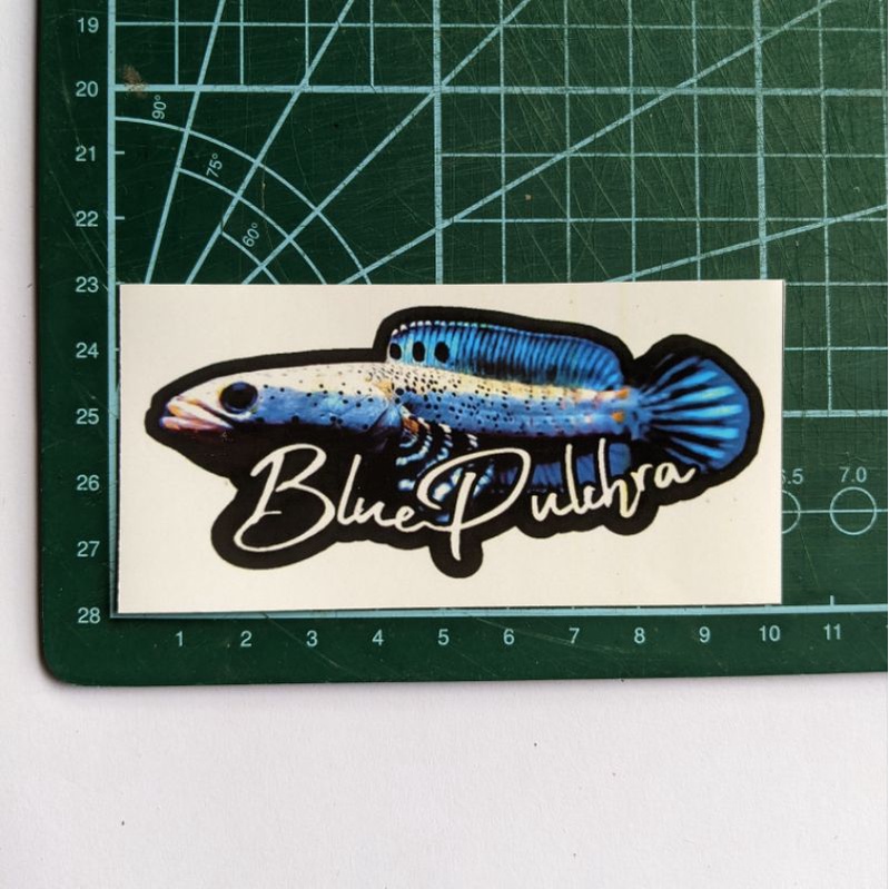 Jual Stiker Channa Blue Pulchra Murah Shopee Indonesia