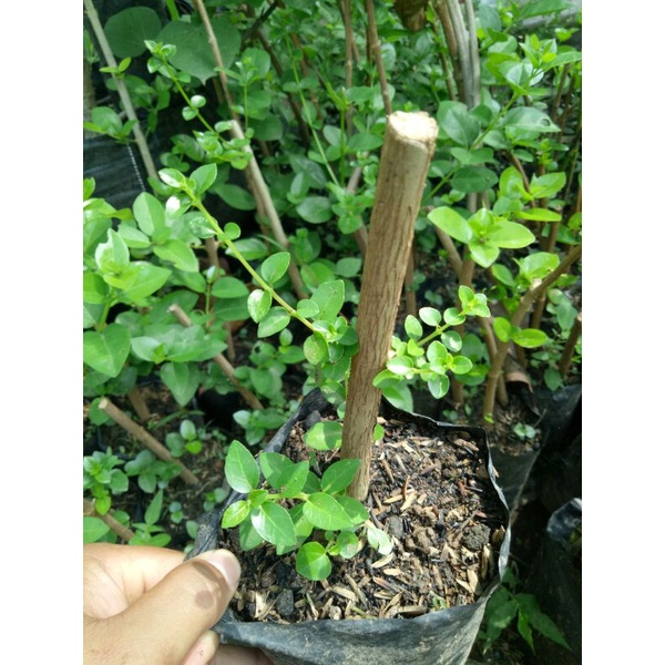 Bibit Bahan Bonsai Sancang/cangkok