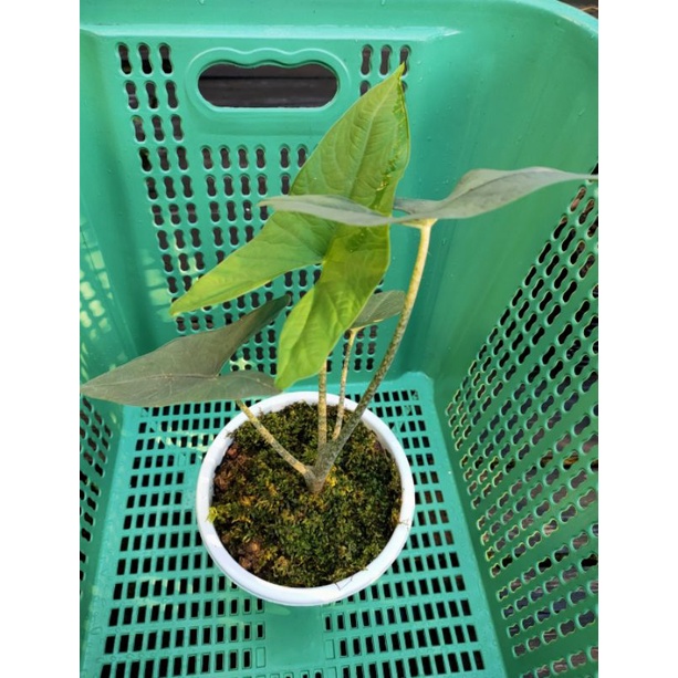 Alocasia zebrina Trigina sp Kalimantan Utara