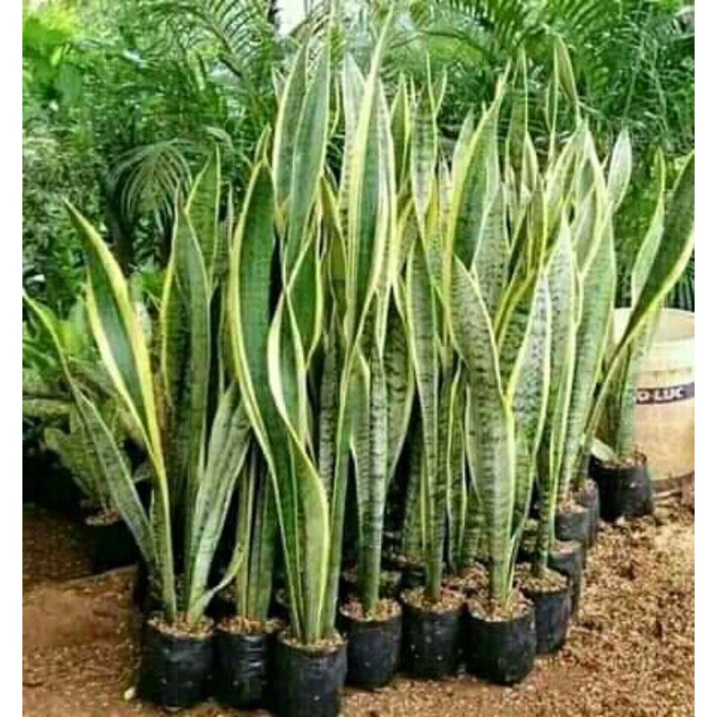 lidah mertua/sansivera