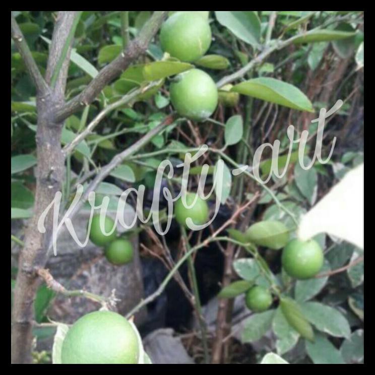 Promo Jeruk Nipis / Pohon Jeruk Nipis