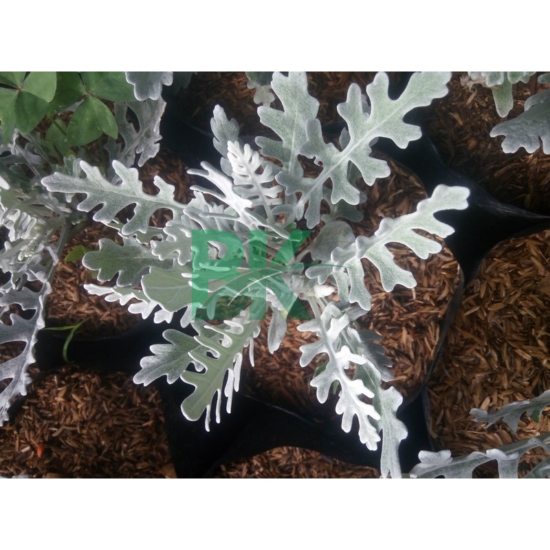 Silver dust daun kecil - TANAMAN SILVER DUST PRODUK PUTRI SALJU Daun Runcing bunga kembang hias murah