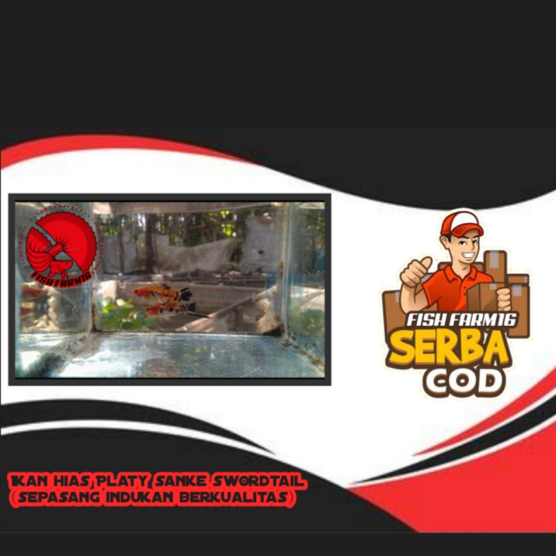 Platy sanke swordtail (sepasang indukan berkualitas) // ikan hias