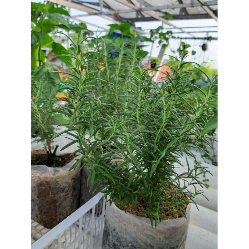 bibit rosemary