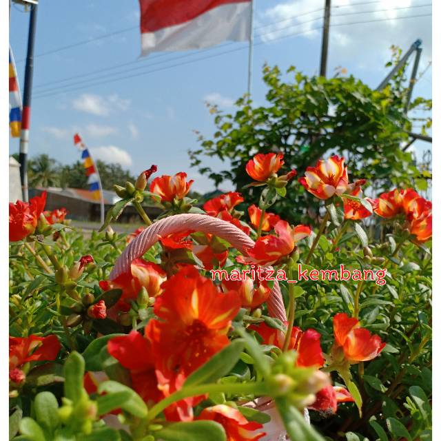 Bibit Tanaman Hias Bunga Krokot Import Duna Sweet Red, Stek Krokot