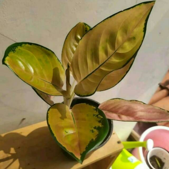 Tanaman hias aglonema sultan brunei indukan - indukan aglonema sultan brunei