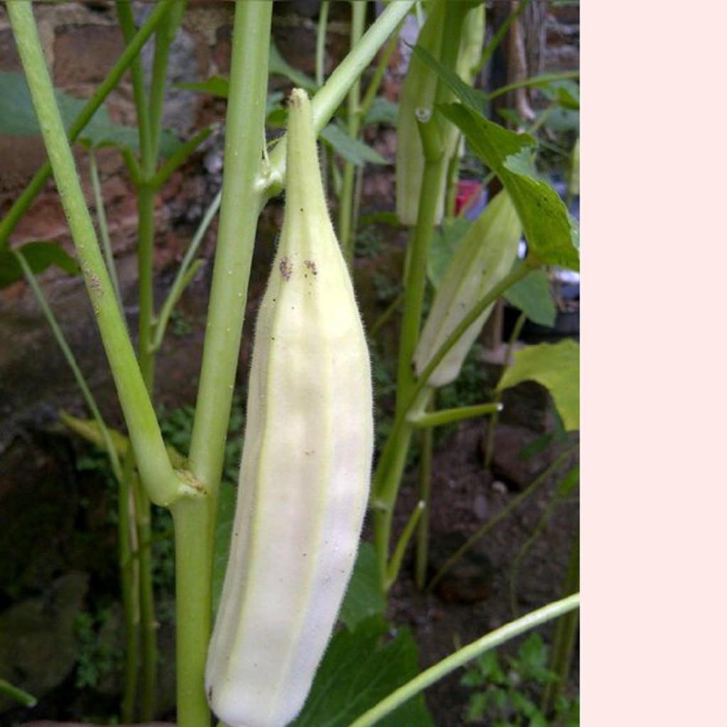 Bibit Benih Biji Sayur Okra Putih - Benih Sayur Okra Putih - Biji Sayur Okra Putih - Okra Putih -COD