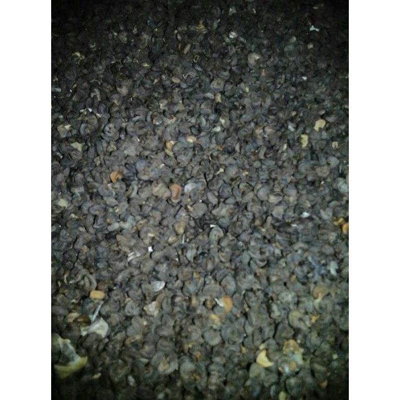 SUPER BIJI BENIH BUNGA ROSELLA MERAH 200 GRAM URGENT