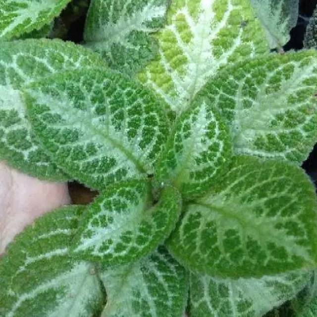 Tanaman hias epicia green - epicia gantung