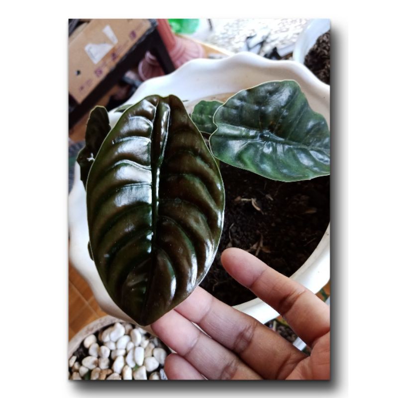 alocasia cuprea / keladi tengkorak hitam/ tanaman hias/ keladi hits