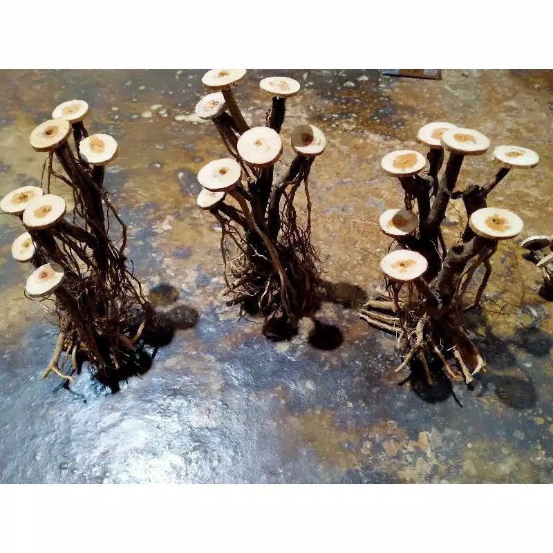 bonsai beringin akar senggani