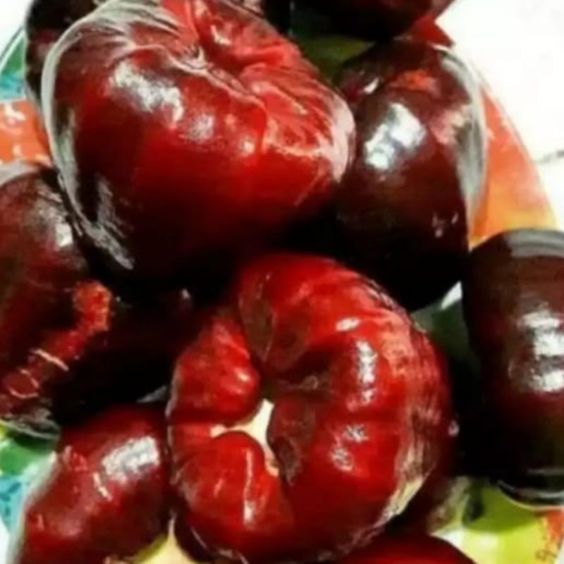 bibit tanaman jambu air mutiara hitam