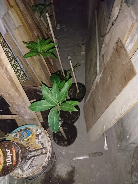 Bibit Mangga Alpukat Supermurah