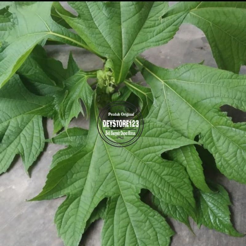 

Paket 100 Gram Daun Insulin Segar