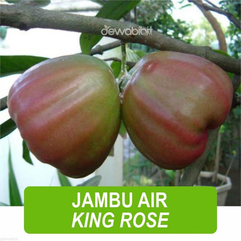 bibit jambu air king rose super jumbo