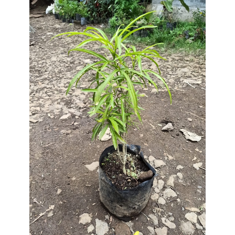 Bibit Tanaman Zodia Tanaman Hias Zodia Pengusir Nyamuk