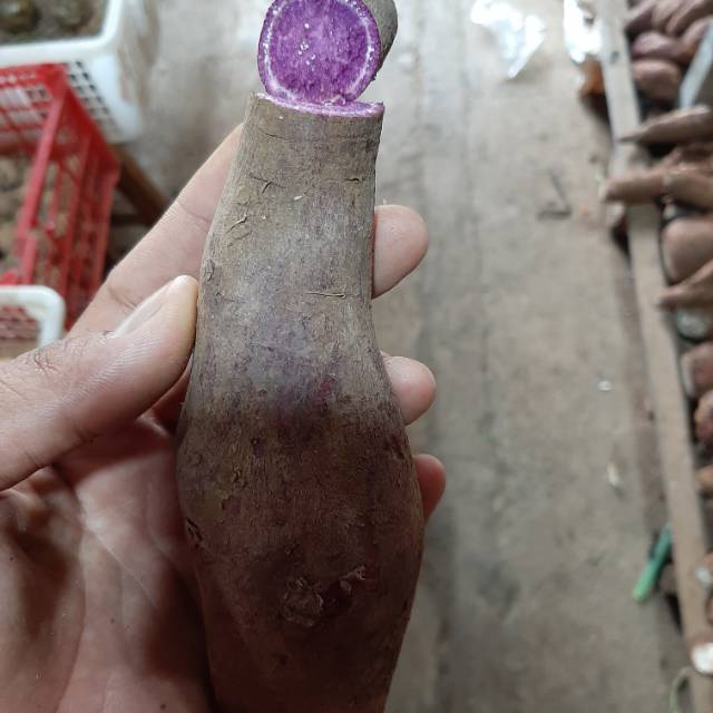 

Ubi ungu 500gr